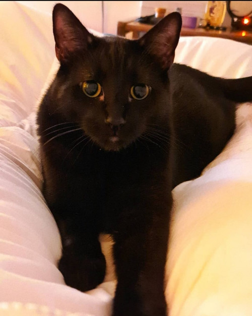 Kuko