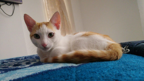 Tomy