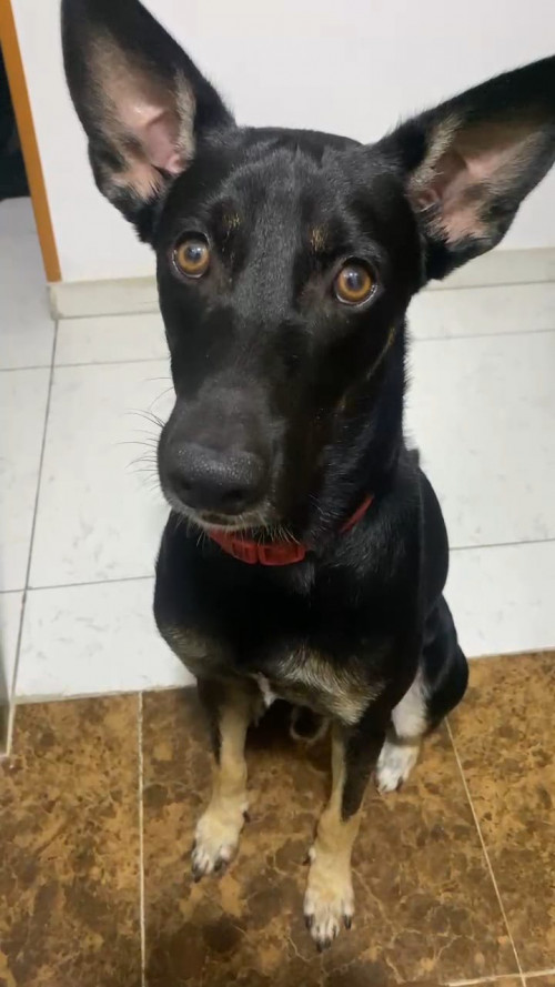 Otto