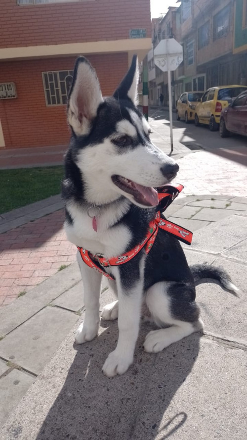 Dulce