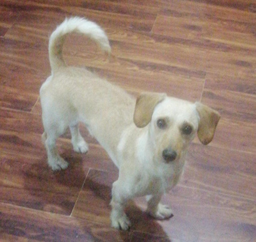 Cóndor