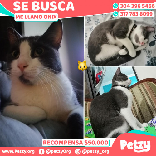 Foto de mascota Onix