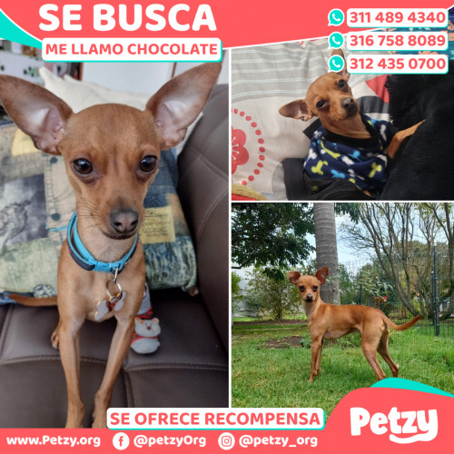 Foto de mascota Chocolate