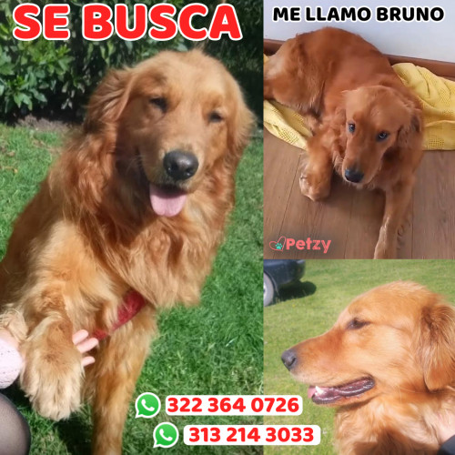 Foto de mascota Bruno