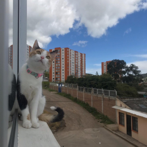 Micha