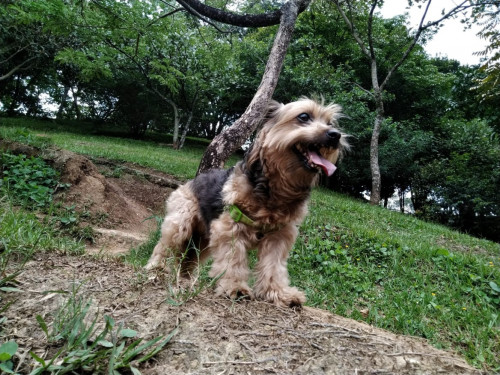 Suri