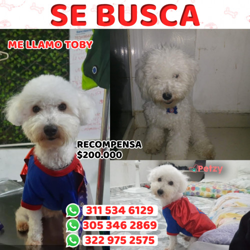 Foto de mascota Toby