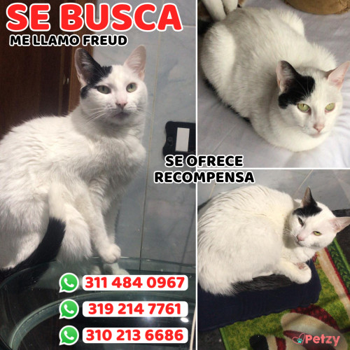 Foto de mascota Freud