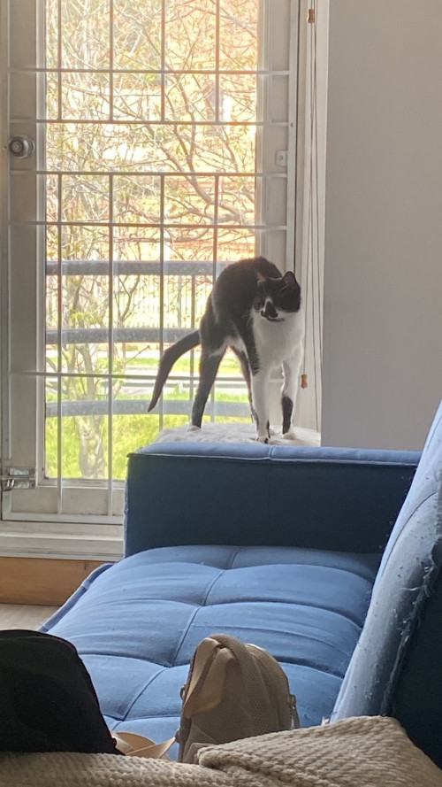 Mowgli