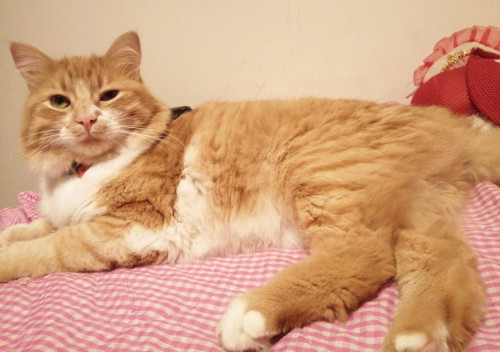 Otis