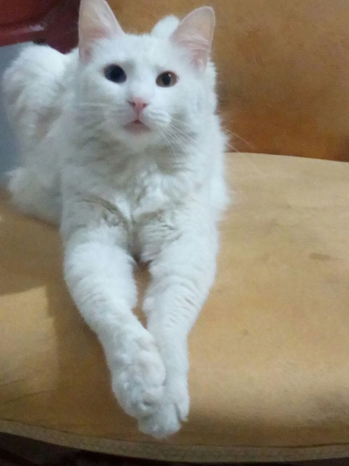 Princesa