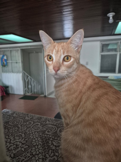 Manolo