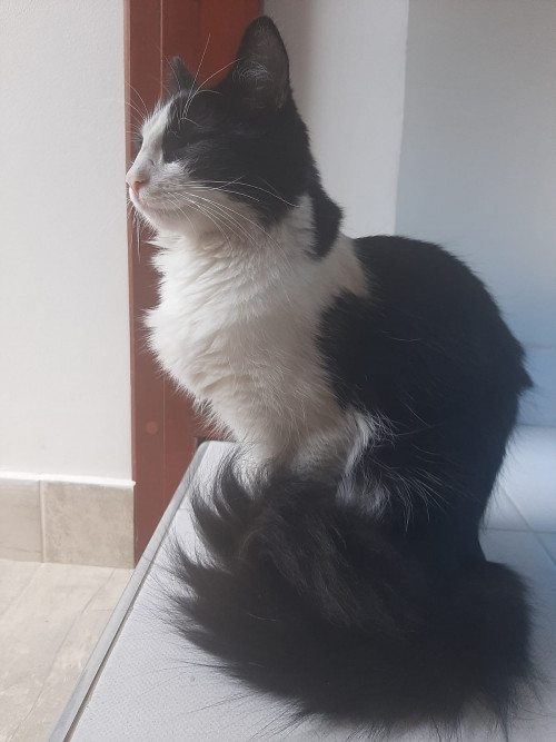 Feli