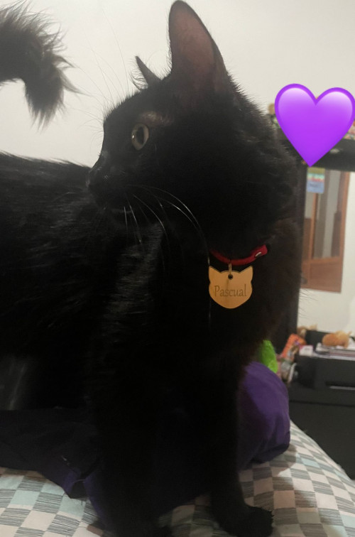 Pascual
