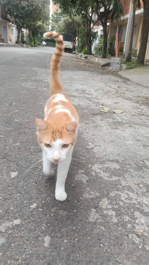 Simón