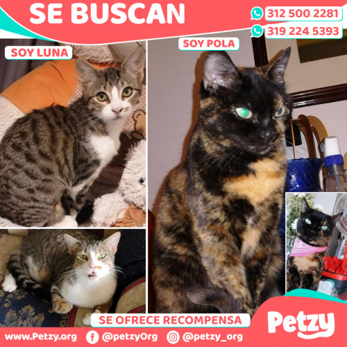 Banner de Luna Y Pola