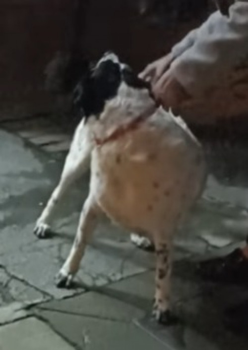 Pequita