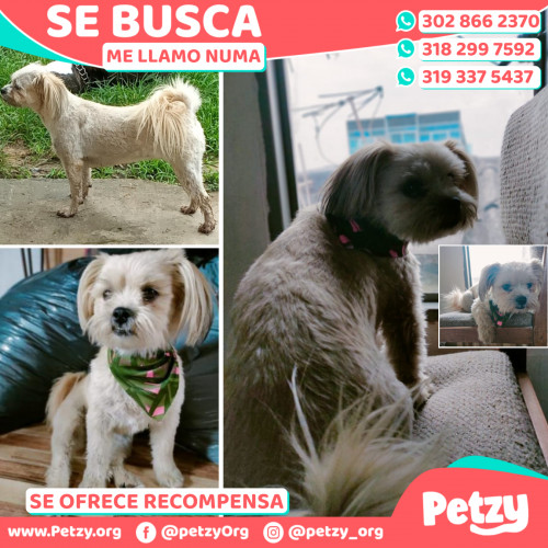 Foto de mascota Numa