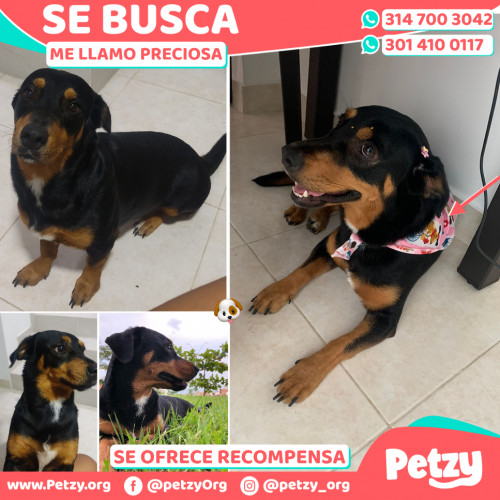 Foto de mascota Preciosa