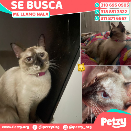 Foto de mascota Nala