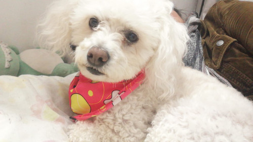 Sammy