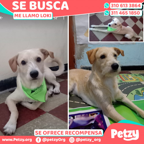 Foto de mascota Loki