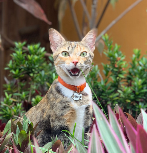 Lola