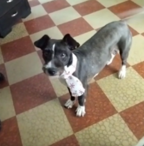 Muñeca
