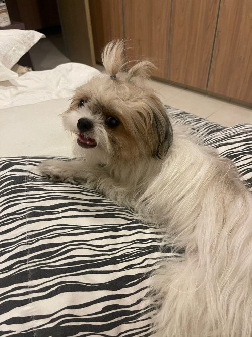 Perla