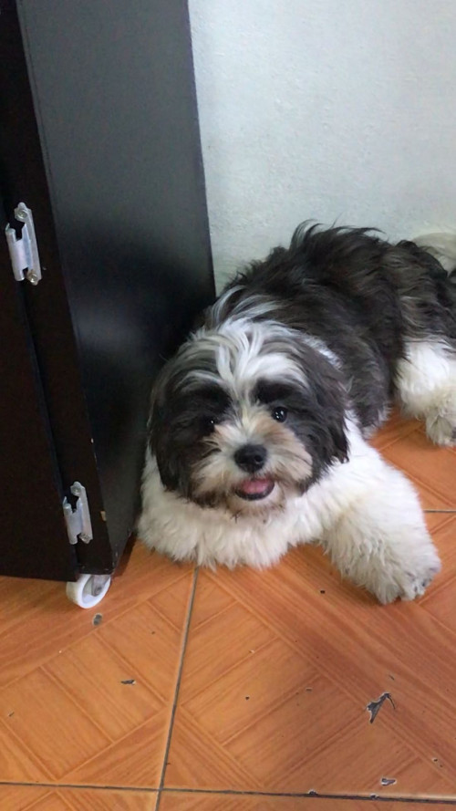 Romeo