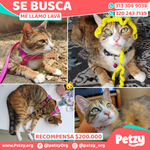 Foto de mascota Lava