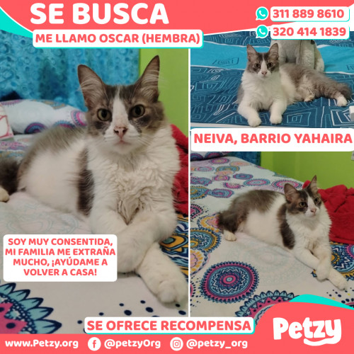 Foto de mascota Oscar