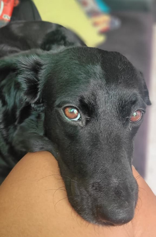 Molly