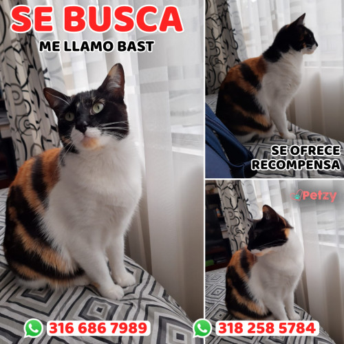 Foto de mascota Bast