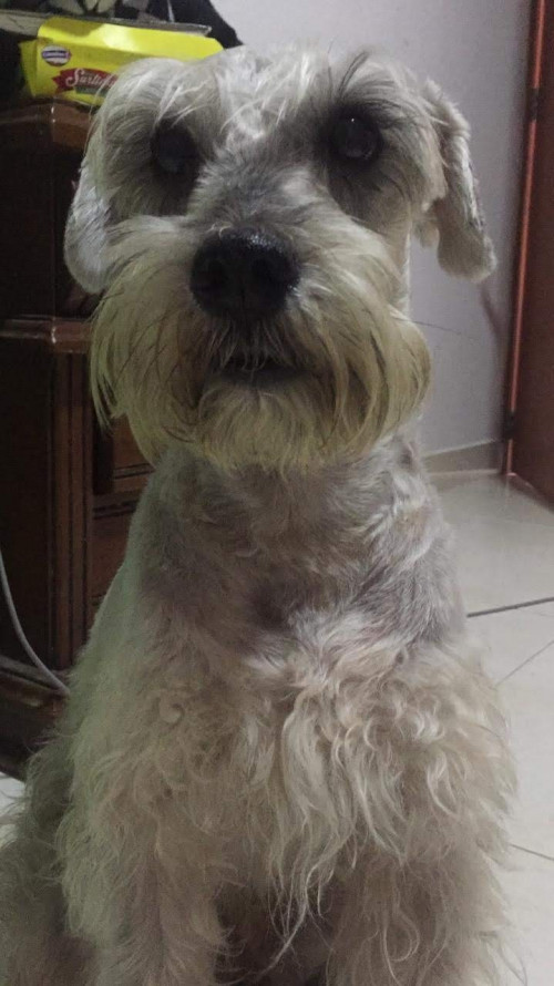 Toby