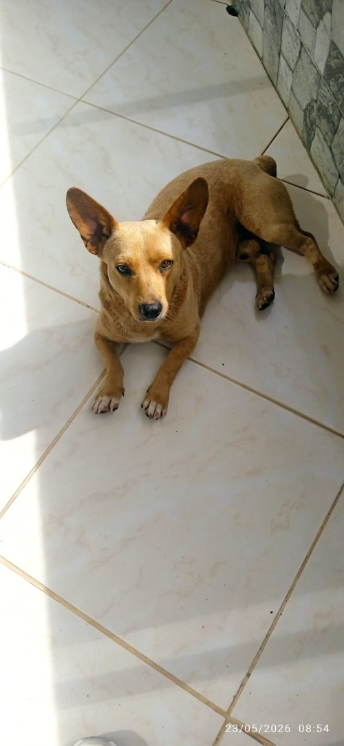 Chueco