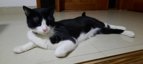 Milo