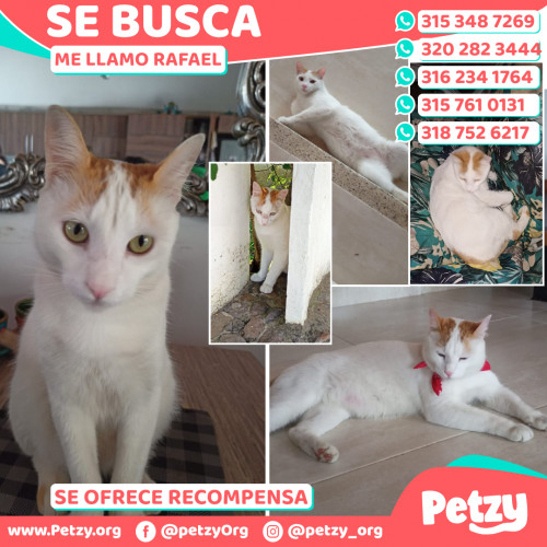 Foto de mascota Rafael