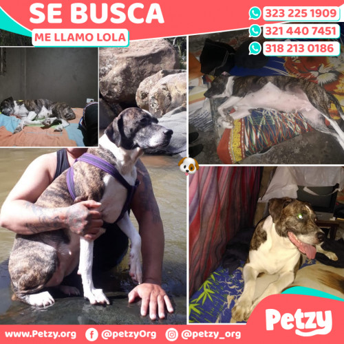 Foto de mascota Lola