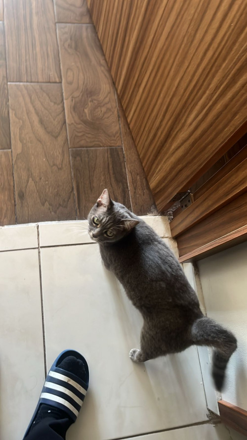 Lila