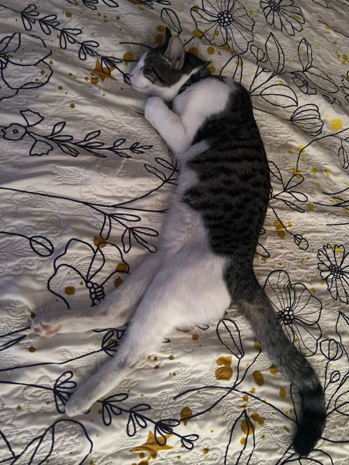 Nala