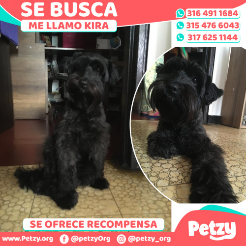 Foto de mascota Kira