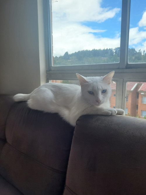 Coco
