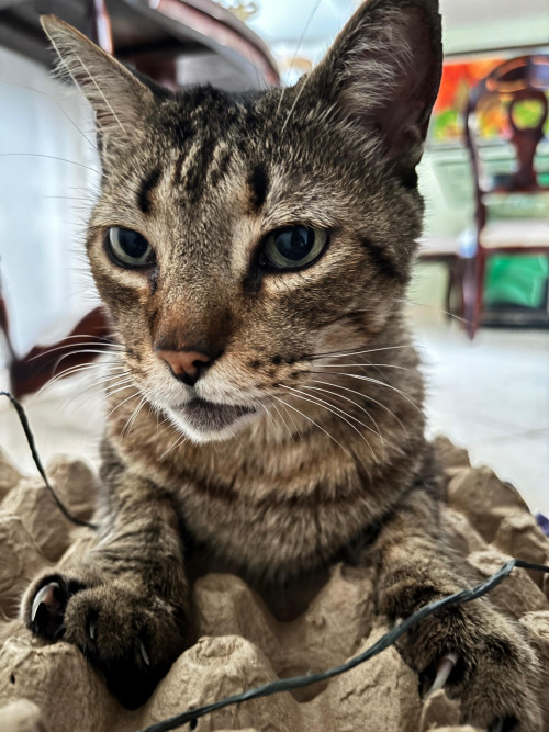 Manchas