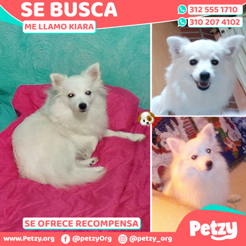 Foto de mascota Kiara