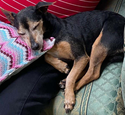 Coqui