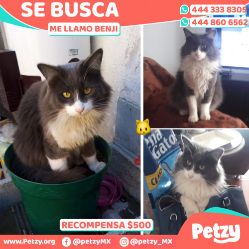 Foto de mascota Benji