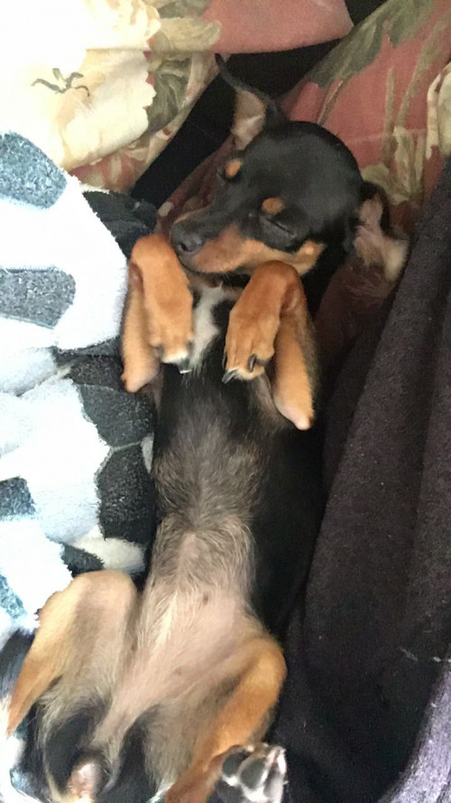 Lía