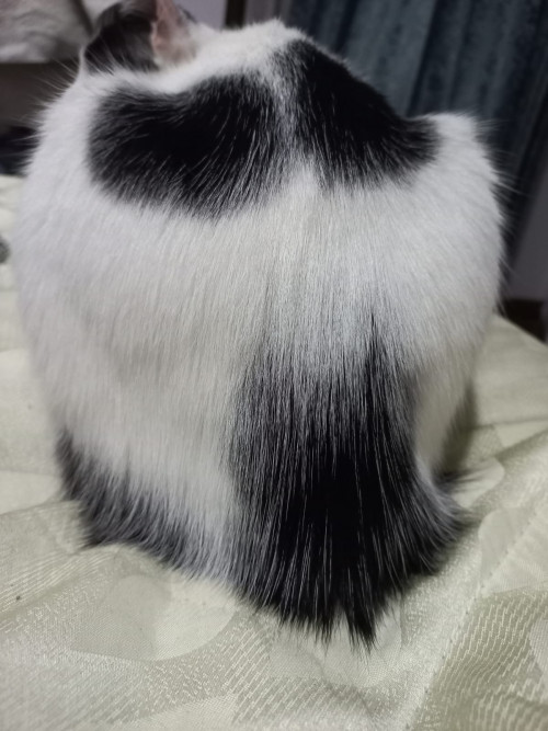 Copito