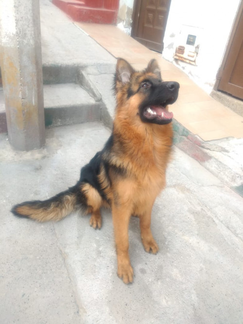 Thor